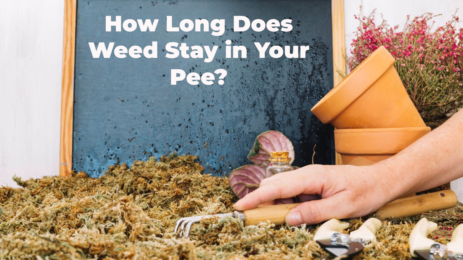 How Long Does Weed Stay in Your Pee?